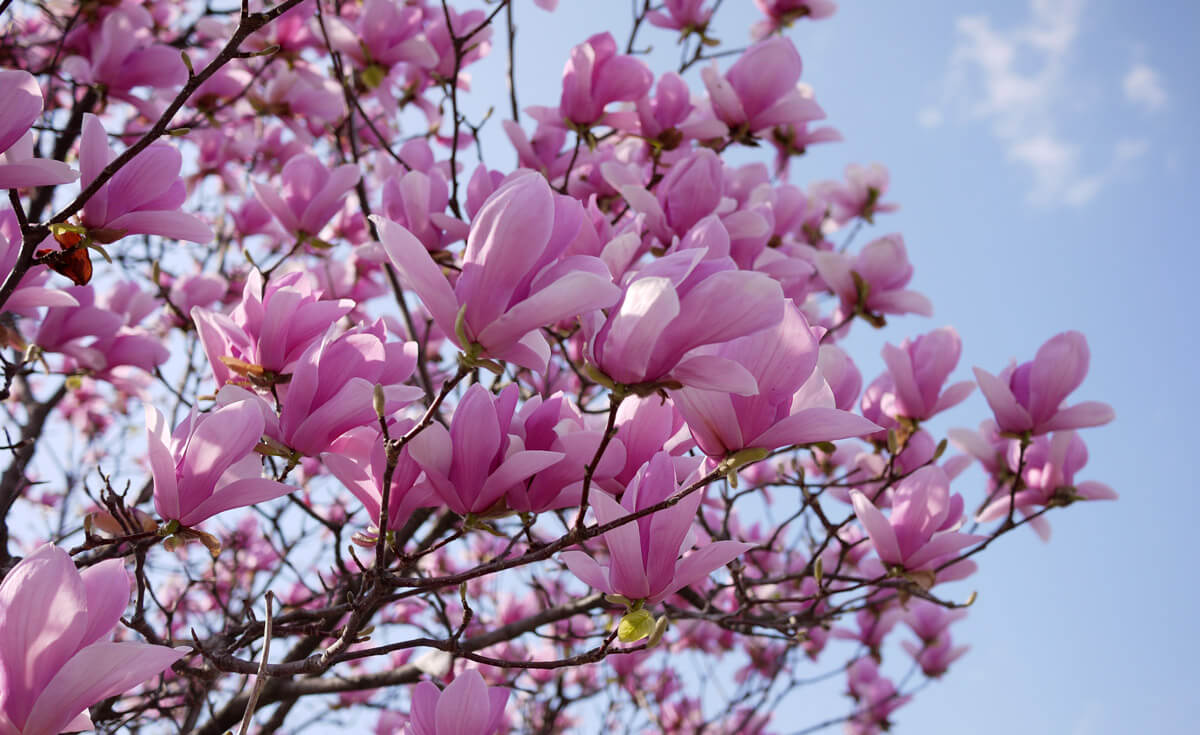 Locarno in springtime