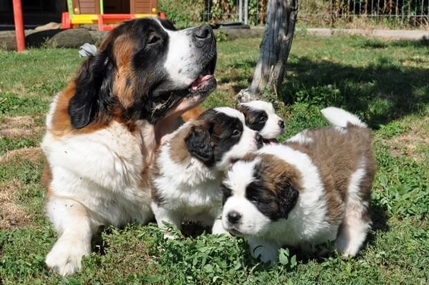 Triplet Puppies At The St Bernard Dog Museum Puppies At The St Bernard Dog Museum