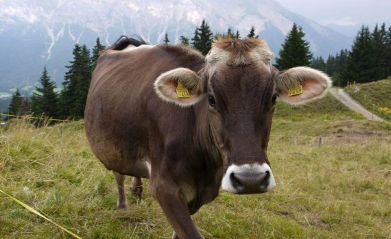 Bringing Home the Cows (Bucket List: Check!) – Newly Swissed Online ...