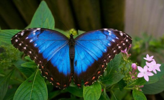 Papiliorama is a tropical summer retreat near Bern - Newly Swissed ...