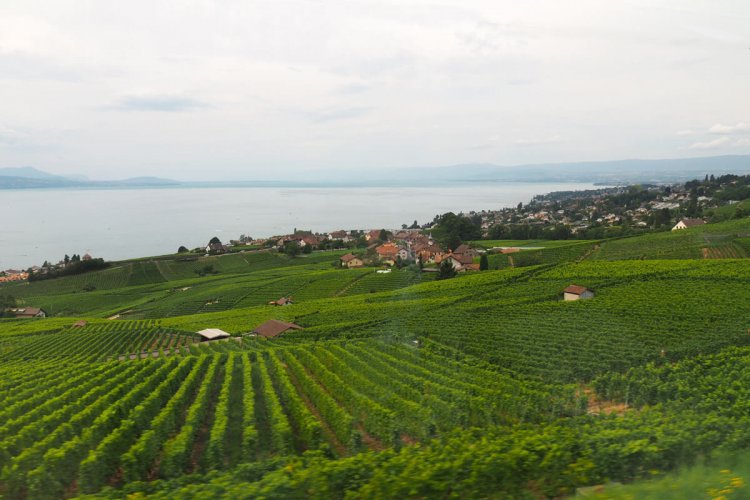 How to hike the Swiss Wine Trail in Lavaux (and taste it, too) - Newly ...