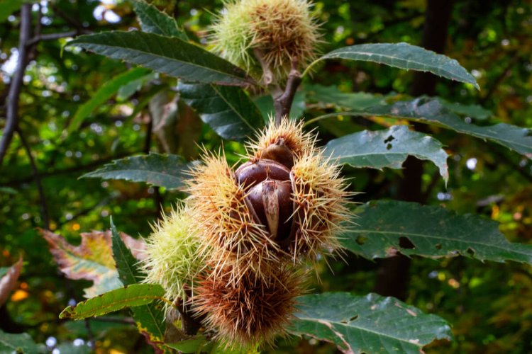 Sentiero del Castagno is the iconic chestnut path of Ticino – Newly ...