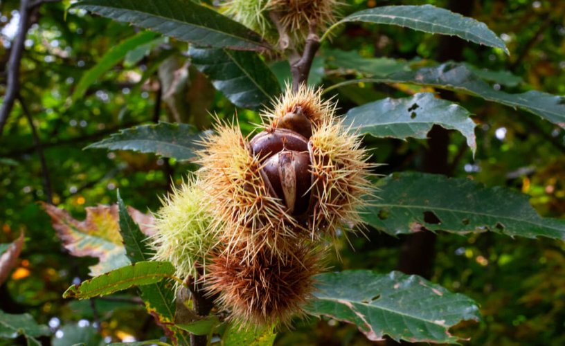 Nuts about chestnuts? Visit the Ascona Chestnut Festival!