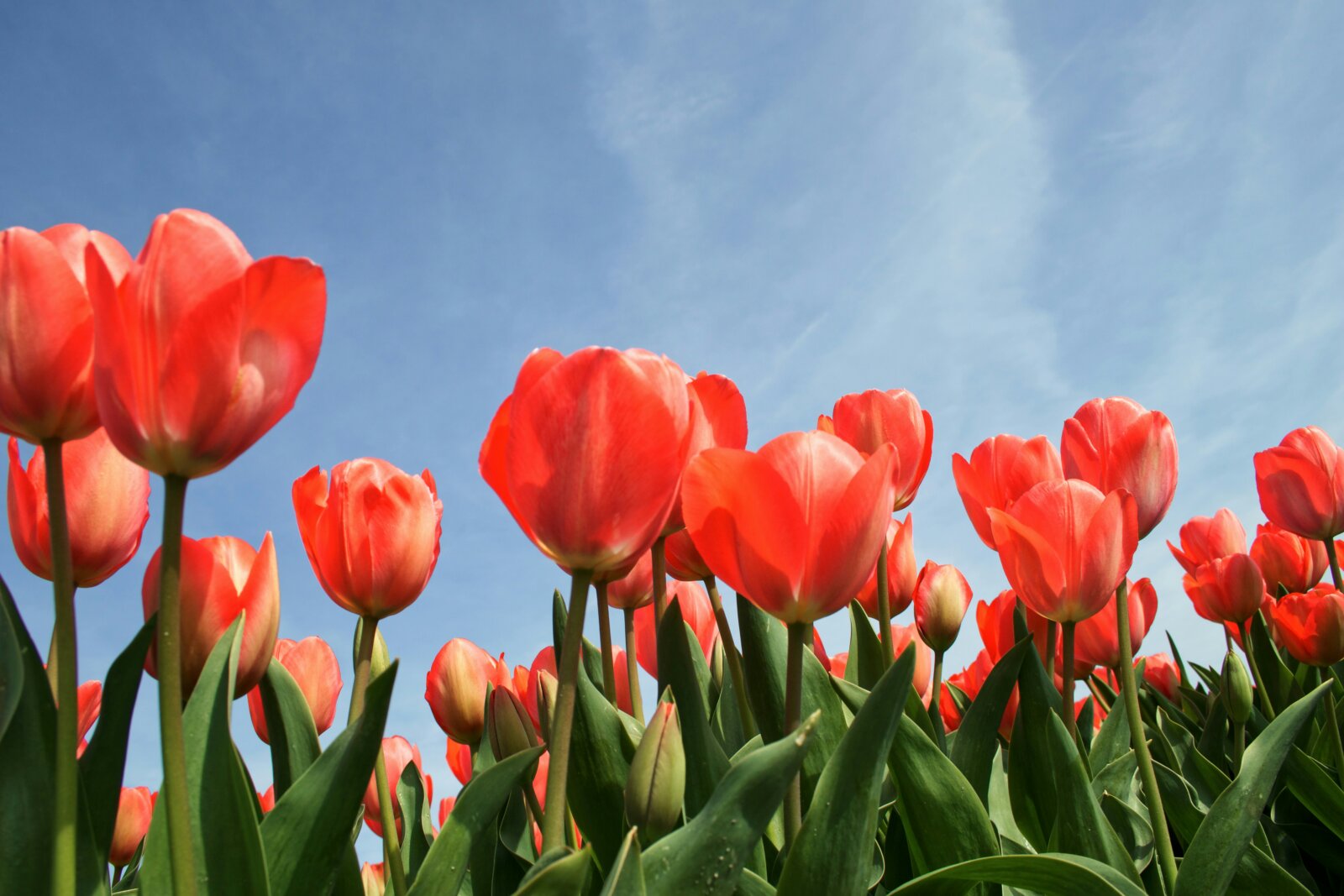 The Morges Tulip Festival showcases nearly 350 varieties of tulips, offering visitors a unique opportunity to see rare and exotic specimens