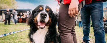 Greetings in Switzerland - Bernese Mountain Dog