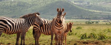 Lewa Wildlife Conservancy - Zebras