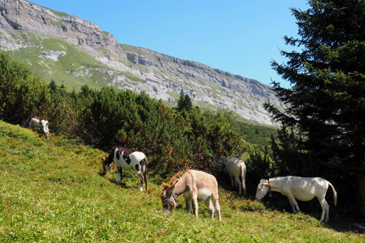 Copy/paste the Flims Water Trail into your bucket list! - Newly Swissed ...