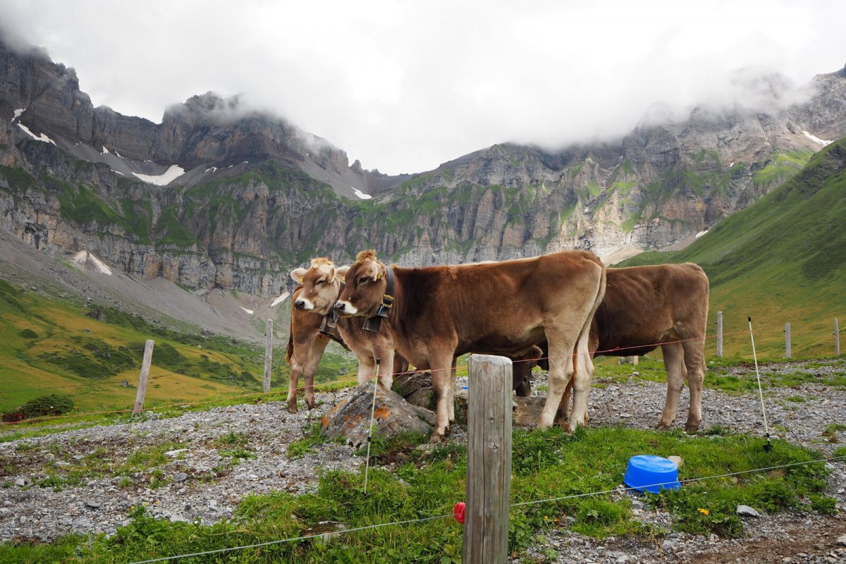 The Alpine Cheese Trail in Engelberg is for all senses