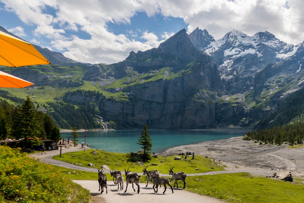 Oeschinen Lake Guide (the last one you’ll ever need) | LaptrinhX / News