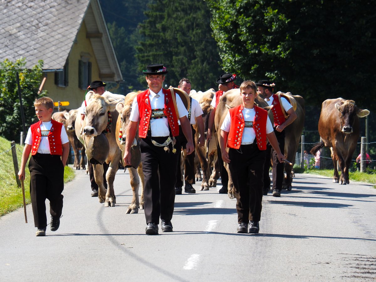 2024 Guide to Alpine Cow Parades in Switzerland - Newly Swissed Online ...