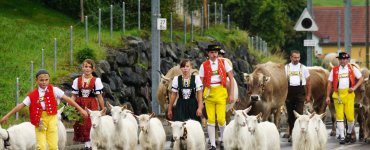 Cow Parades in Appenzell - Alpine Descent Alpabfahrt