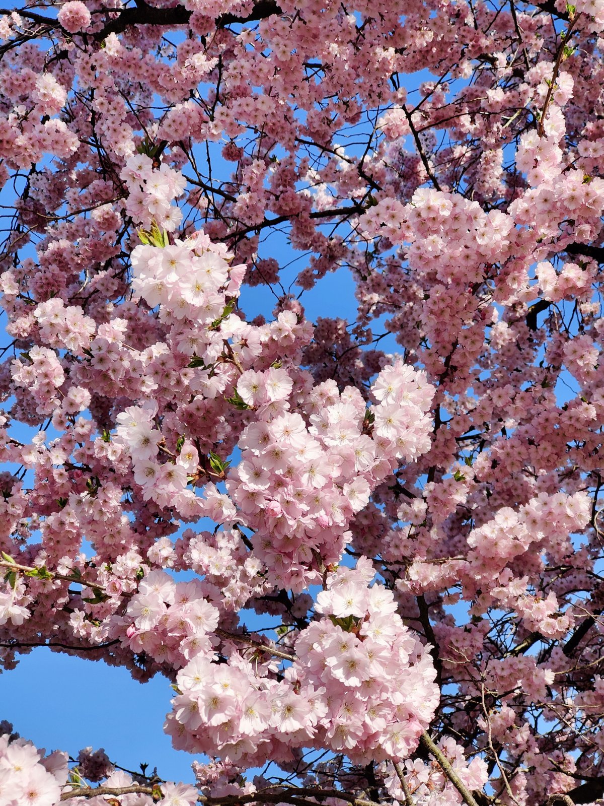Fleurs de cerisier en Suisse