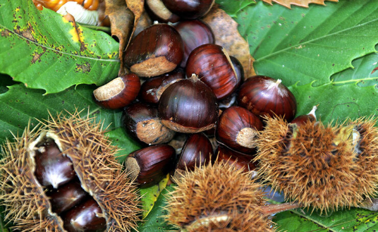 Sagra della Castagna in Bruzella Chestnut Festival 2023